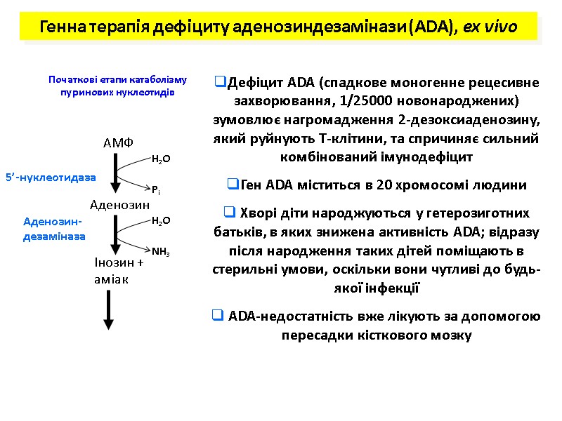 Початкові етапи катаболізму пуринових нуклеотидів Генна терапія дефіциту аденозиндезамінази (ADA), ex vivo Дефіцит ADA Початкові етапи катаболізму пуринових нуклеотидів Генна терапія дефіциту аденозиндезамінази (ADA), ex vivo Дефіцит ADA
